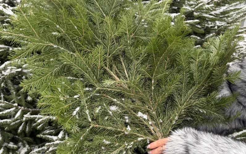 Свежий лапник Нордмана
